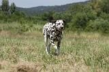 DALMATIEN 386